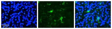 Anti-CDC4 antibody used in IHC (Paraffin sections) (IHC-P). GTX02557