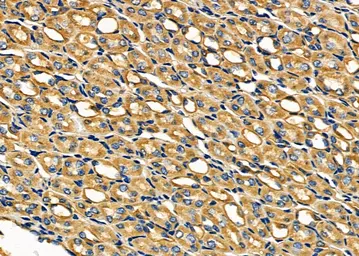 Anti-NOX1 antibody used in IHC (Paraffin sections) (IHC-P). GTX02577