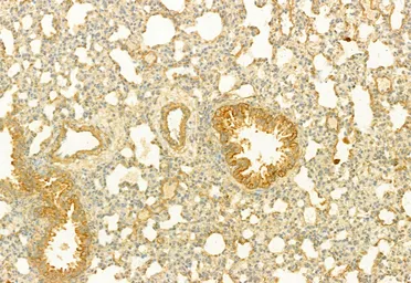 Anti-PLCE1 antibody used in IHC (Paraffin sections) (IHC-P). GTX02580
