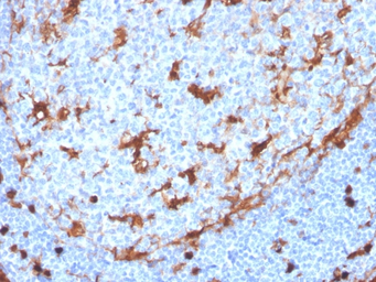 Anti-Annexin A1 antibody [ANXA1/3869R] used in IHC (Paraffin sections) (IHC-P). GTX02590