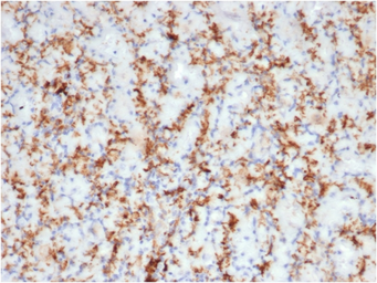 Anti-CD163 antibody [M130/3708R] used in IHC (Paraffin sections) (IHC-P). GTX02599