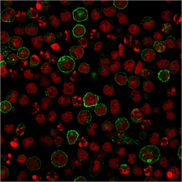 Anti-CD86 antibody [C86/2160R] used in Immunocytochemistry/ Immunofluorescence (ICC/IF). GTX02615
