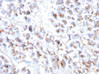 Anti-EPX antibody [EPX/3908R] used in IHC (Paraffin sections) (IHC-P). GTX02634