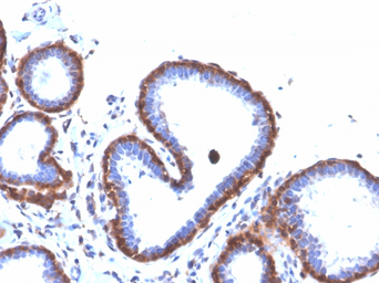 Anti-Ferritin Light Chain antibody [FTL/3872R] used in IHC (Paraffin sections) (IHC-P). GTX02642