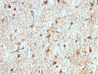 Anti-GFAP antibody [ASTRO/1974R] used in IHC (Paraffin sections) (IHC-P). GTX02644