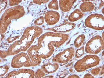 Anti-MTAP antibody [MTAP/3137R] used in IHC (Paraffin sections) (IHC-P). GTX02677