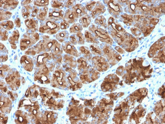 Anti-MUC1 antibody [MUC1/2818R] used in IHC (Paraffin sections) (IHC-P). GTX02678