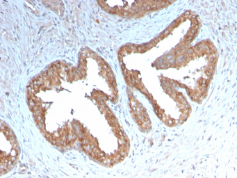 Anti-COX2 antibody [COX2/3232R] used in IHC (Paraffin sections) (IHC-P). GTX02695