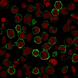 Anti-CD43 antibody [SPN/2049R] used in Immunocytochemistry/ Immunofluorescence (ICC/IF). GTX02714
