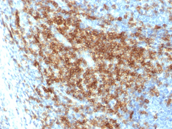 Anti-CD43 antibody [SPN/2049R] used in IHC (Paraffin sections) (IHC-P). GTX02714