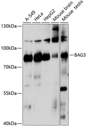Anti-BAG3 antibody used in Western Blot (WB). GTX02777