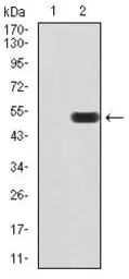 Anti-ATF3 antibody [7F1B10] used in Western Blot (WB). GTX02812
