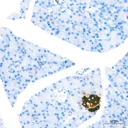 Anti-Insulin antibody [GT1229] used in IHC (Paraffin sections) (IHC-P). GTX02826