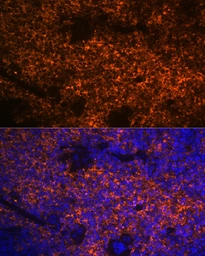 Anti-Hemoglobin alpha antibody [GT1234] used in IHC (Paraffin sections) (IHC-P). GTX02831