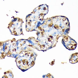 Anti-Hemoglobin alpha antibody [GT1234] used in IHC (Paraffin sections) (IHC-P). GTX02831