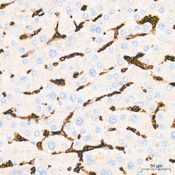 Anti-GluT1 antibody [GT1235] used in IHC (Paraffin sections) (IHC-P). GTX02832