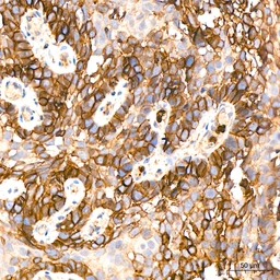 Anti-GluT1 antibody [GT1235] used in IHC (Paraffin sections) (IHC-P). GTX02832