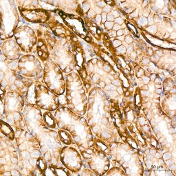 Anti-GluT1 antibody [GT1235] used in IHC (Paraffin sections) (IHC-P). GTX02832