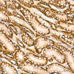 Anti-GluT1 antibody [GT1235] used in IHC (Paraffin sections) (IHC-P). GTX02832