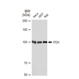 Anti-ITCH antibody [GT1248] used in Western Blot (WB). GTX02845