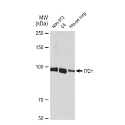 Anti-ITCH antibody [GT1248] used in Western Blot (WB). GTX02845
