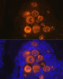 Anti-PF4 antibody [GT1260] used in IHC (Paraffin sections) (IHC-P). GTX02857