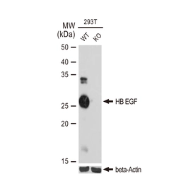 Anti-HB EGF antibody [GT1263] used in Western Blot (WB). GTX02860