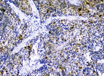Anti-SDF1 antibody used in IHC (Paraffin sections) (IHC-P). GTX02876