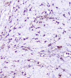 Anti-SDF1 antibody used in IHC (Paraffin sections) (IHC-P). GTX02876