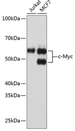 Anti-c-Myc antibody [GT1265] used in Western Blot (WB). GTX02877