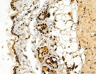 Anti-LASS2 antibody used in IHC (Paraffin sections) (IHC-P). GTX02887