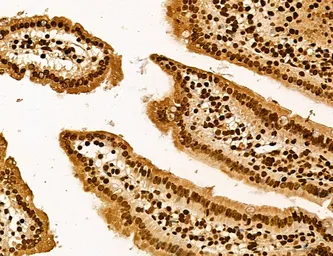 Anti-LASS2 antibody used in IHC (Paraffin sections) (IHC-P). GTX02887