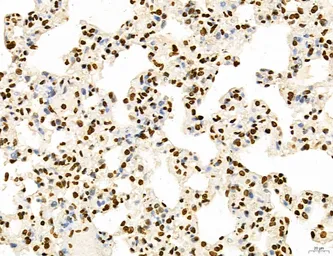 Anti-LASS2 antibody used in IHC (Paraffin sections) (IHC-P). GTX02887