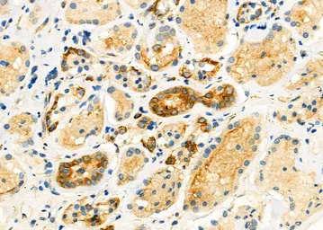 Anti-ASBT antibody used in IHC (Paraffin sections) (IHC-P). GTX03115