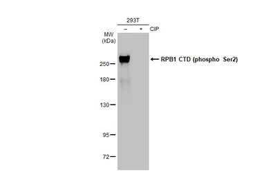 Anti-RPB1 CTD (phospho Ser2) antibody [GT1302] used in Western Blot (WB). GTX03214
