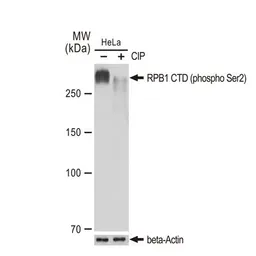 Anti-RPB1 CTD (phospho Ser2) antibody [GT1302] used in Western Blot (WB). GTX03214
