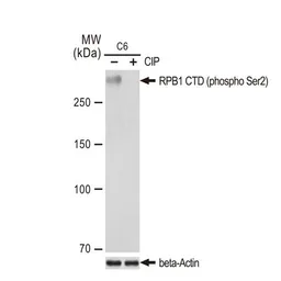 Anti-RPB1 CTD (phospho Ser2) antibody [GT1302] used in Western Blot (WB). GTX03214