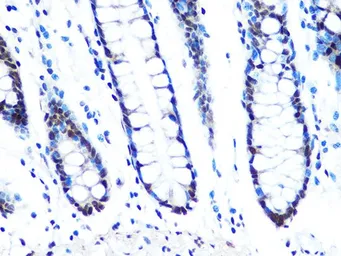 Anti-DYNLL1 antibody [GT1324] used in IHC (Paraffin sections) (IHC-P). GTX03236
