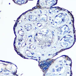 Anti-N-WASP antibody [GT1328] used in IHC (Paraffin sections) (IHC-P). GTX03240