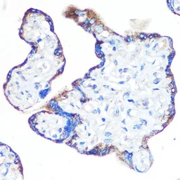 Anti-Epac1 antibody [GT1334] used in IHC (Paraffin sections) (IHC-P). GTX03246