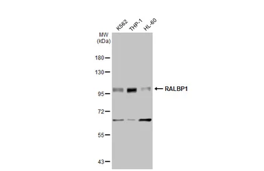 Anti-RALBP1 antibody [GT1337] used in Western Blot (WB). GTX03249