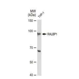 Anti-RALBP1 antibody [GT1337] used in Western Blot (WB). GTX03249