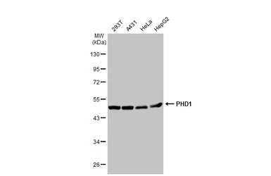 Anti-PHD1 antibody [GT1342] used in Western Blot (WB). GTX03254