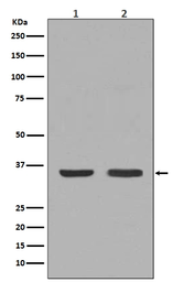 Anti-NGF antibody [BDE-14] used in Western Blot (WB). GTX03258