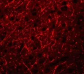 Anti-PRDM16 antibody used in IHC (Paraffin sections) (IHC-P). GTX03275