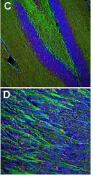 Anti-c-Fos antibody used in IHC (Free Floating) (IHC (Free Floating)). GTX03375