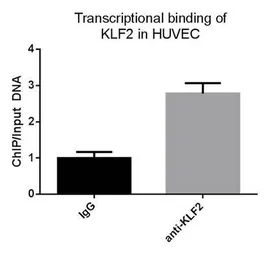 Anti-KLF2 antibody used in ChIP assay (ChIP assay). GTX03383