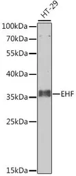 Anti-EHF antibody used in Western Blot (WB). GTX03419