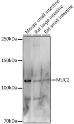 Anti-MUC2 antibody used in Western Blot (WB). GTX03424