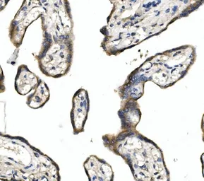 Anti-DLL1 antibody used in IHC (Paraffin sections) (IHC-P). GTX03469